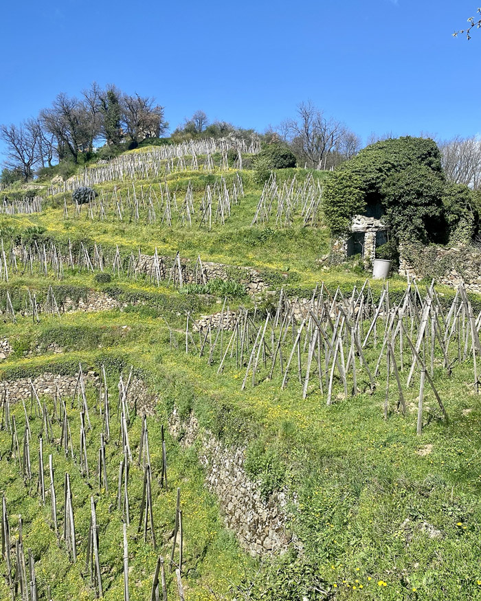 Vignes Condrieu